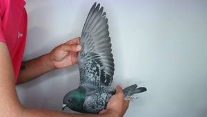 Pigeon image
