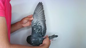 Pigeon image