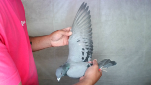 Pigeon image