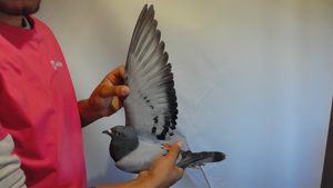 Pigeon image