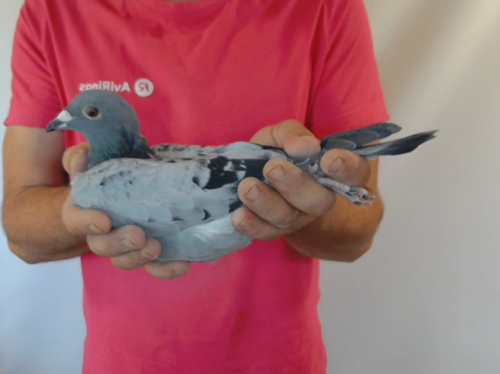 Pigeon image