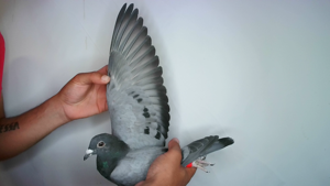 Pigeon image