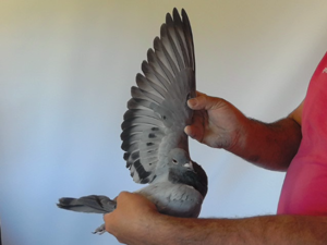 Pigeon image