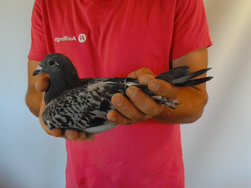 Pigeon image