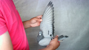 Pigeon image