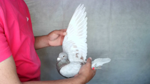 Pigeon image