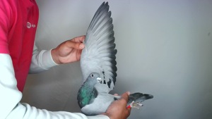 Pigeon image