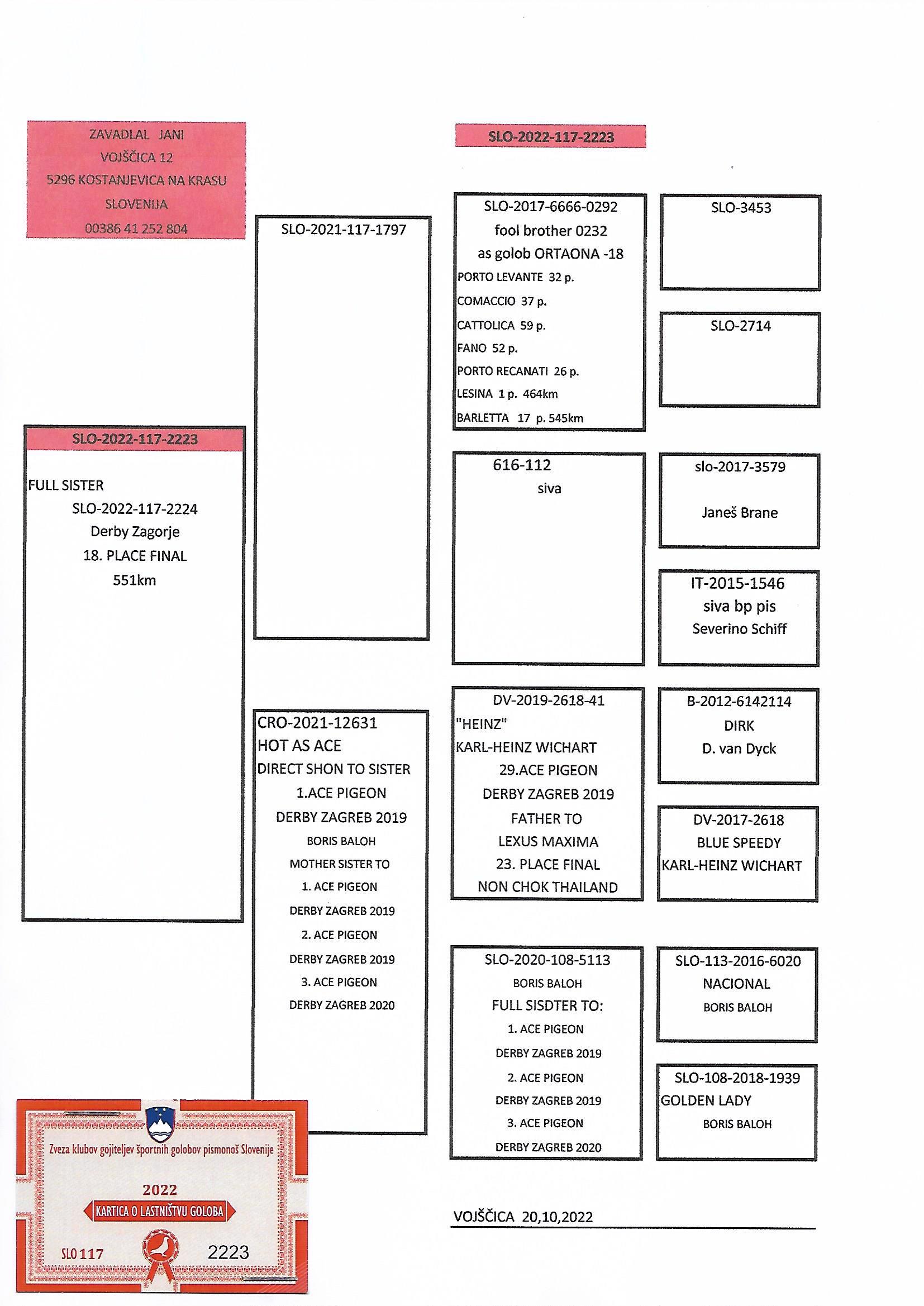 Pigeon pedigree image