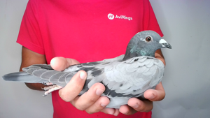 Pigeon image