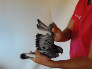 Pigeon image
