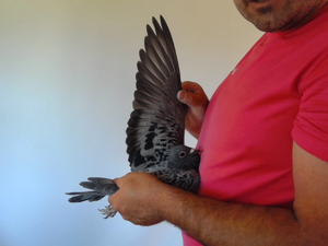 Pigeon image