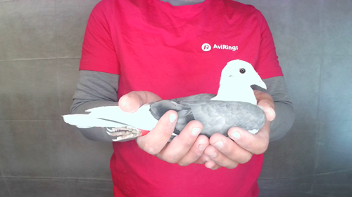 Pigeon image