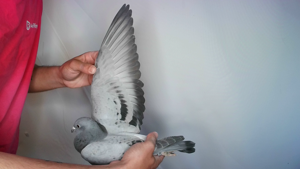 Pigeon image