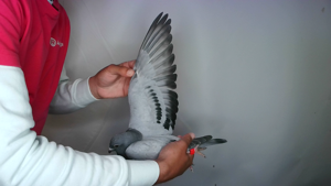 Pigeon image