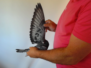 Pigeon image
