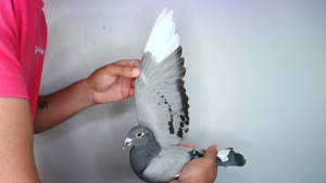 Pigeon image