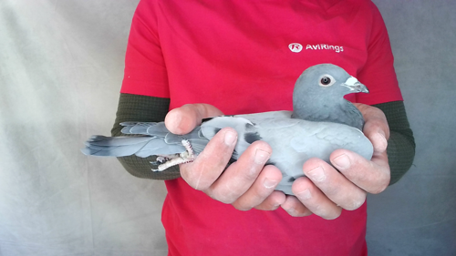 Pigeon image