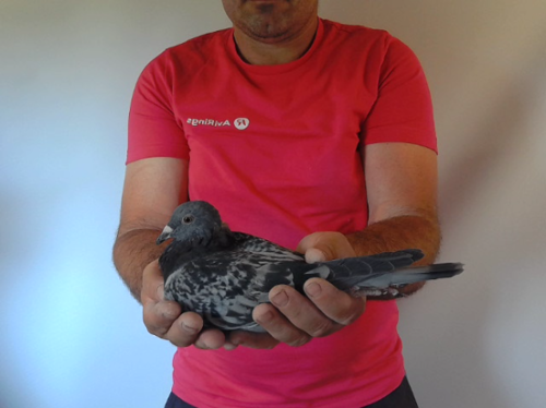Pigeon image