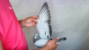 Pigeon image