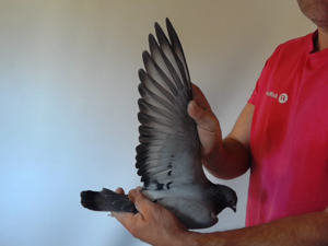 Pigeon image
