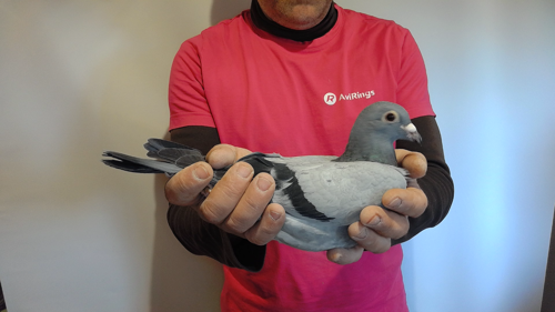 Pigeon image