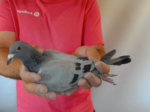 Pigeon image