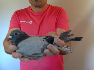 Pigeon image