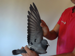 Pigeon image