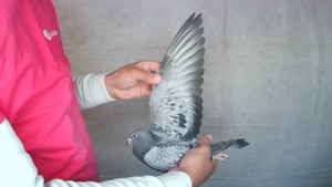 Pigeon image