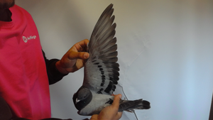 Pigeon image