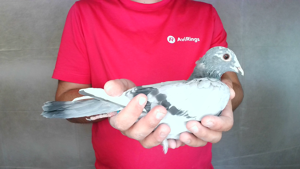 Pigeon image
