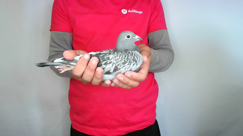 Pigeon image