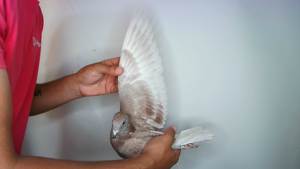 Pigeon image