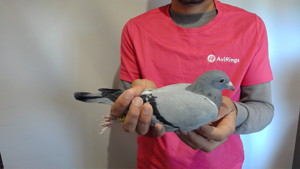 Pigeon image