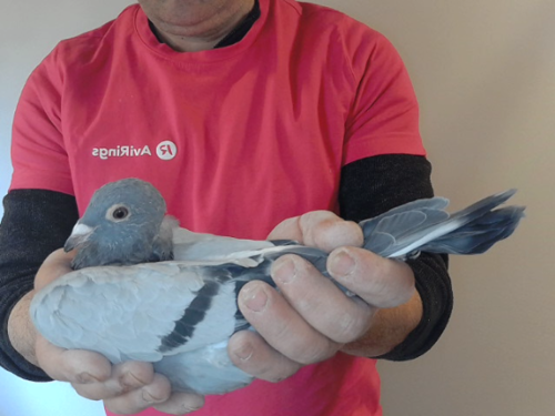 Pigeon image
