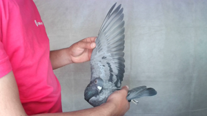 Pigeon image
