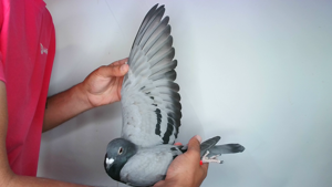Pigeon image