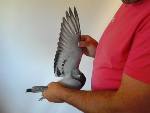 Pigeon image