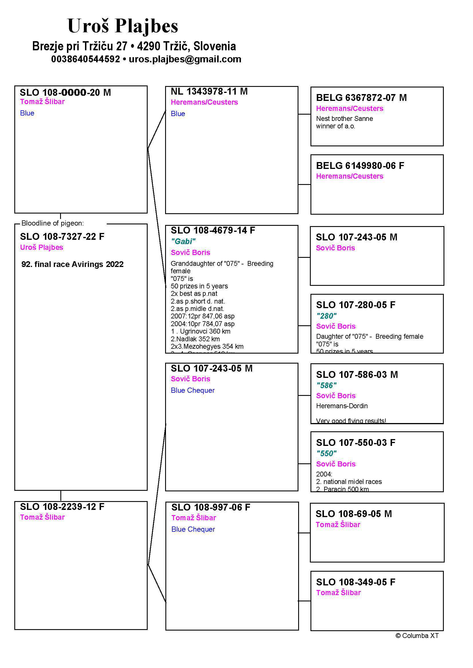 Pigeon pedigree image