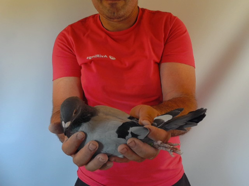Pigeon image