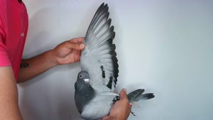 Pigeon image