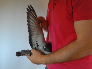 Pigeon image