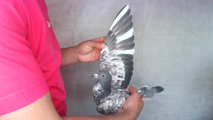Pigeon image