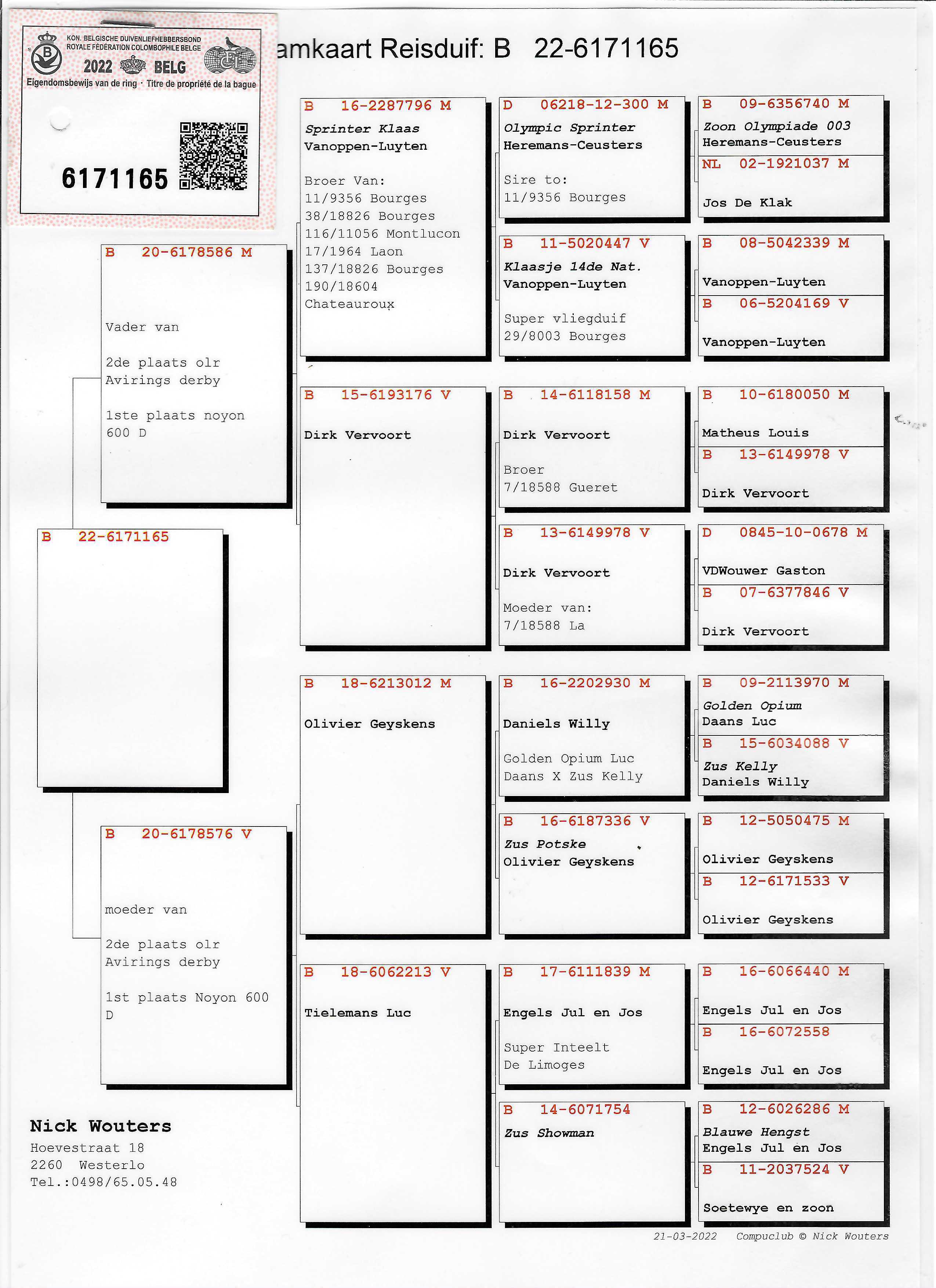 Pigeon pedigree image