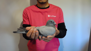 Pigeon image