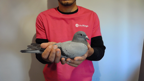 Pigeon image