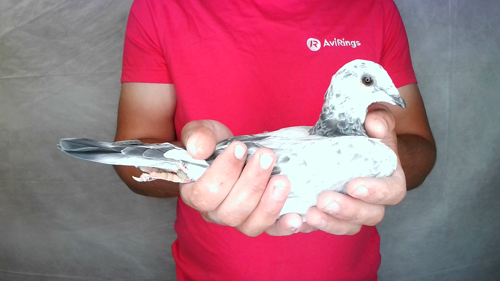 Pigeon image