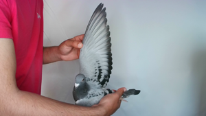 Pigeon image