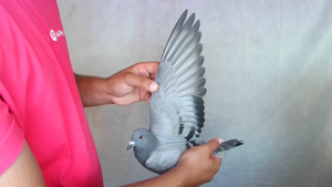 Pigeon image