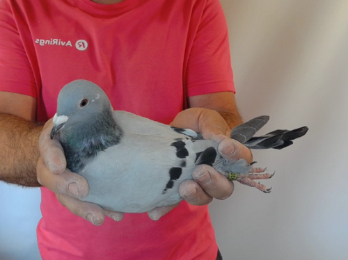 Pigeon image